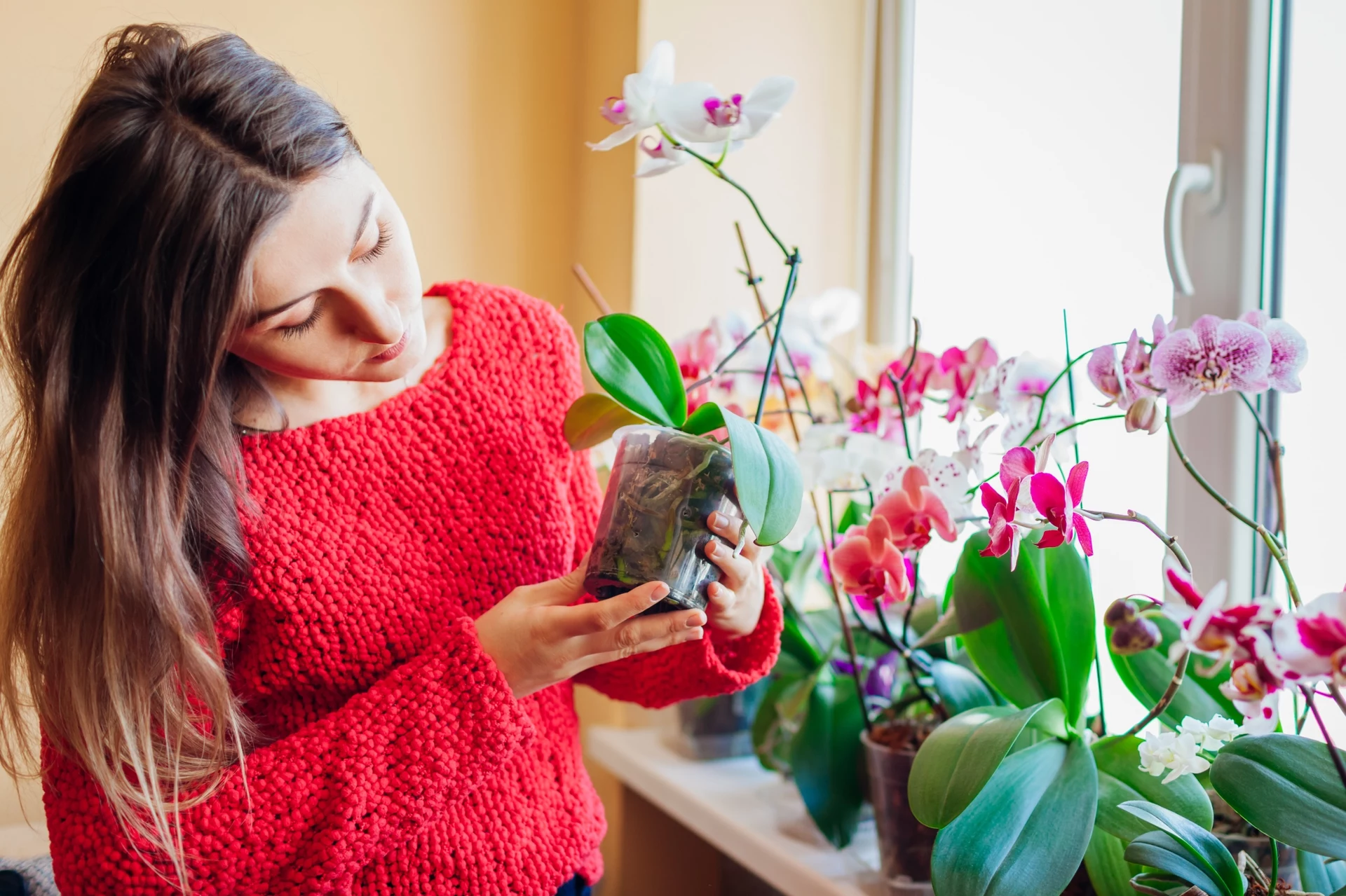 Trik s rajčaty pro orchideje. Používejte ho dvakrát měsíčně a orchideje se pokryjí květy.