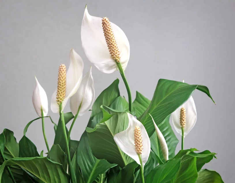 Nejen spathiphyllum. Tyto rostliny jsou dobré na spánek a stojí za to je mít v ložnici.