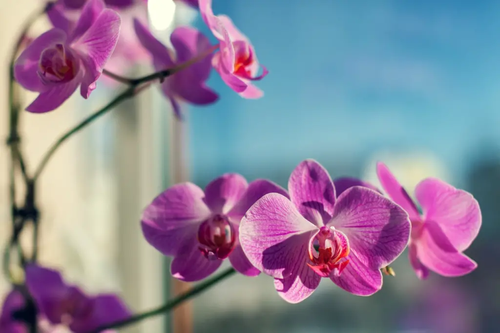 Trik s rajčaty pro orchideje. Používejte ho dvakrát měsíčně a orchideje se pokryjí květy.