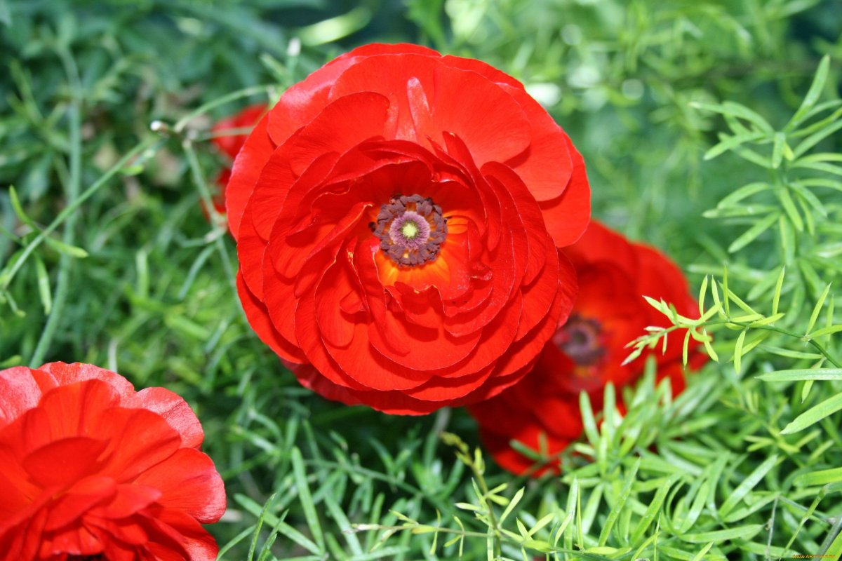 Asijský buttercup - královská Král jarní zahrady. Zdaleka předčí růže a rododendrony.