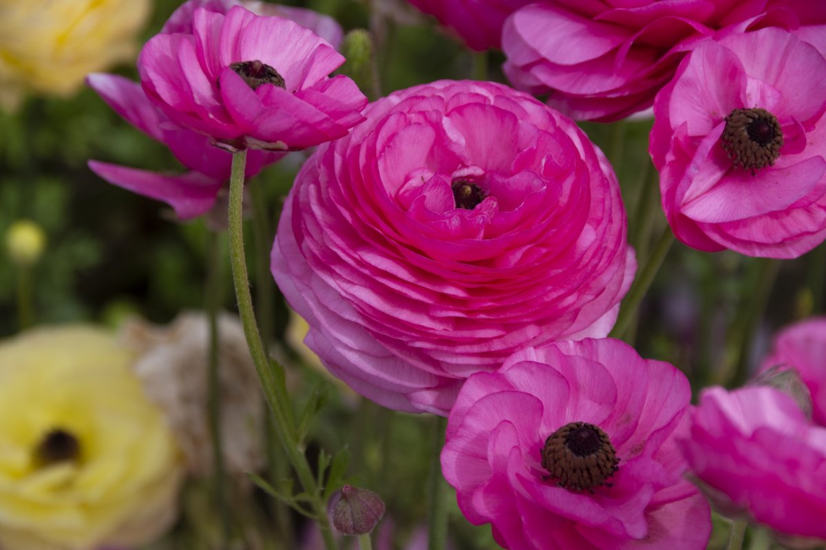 Asijský buttercup - královská Král jarní zahrady. Zdaleka předčí růže a rododendrony.