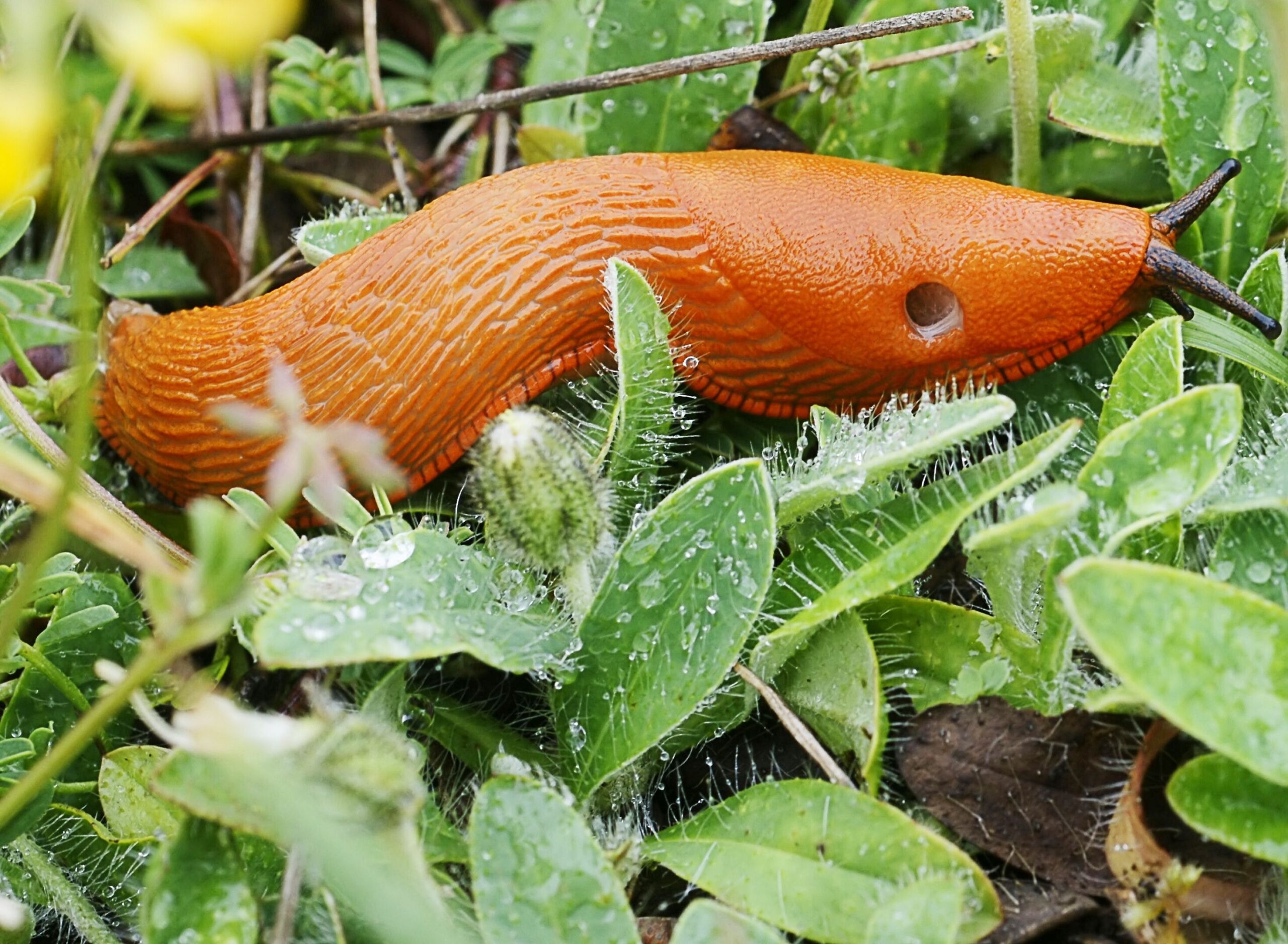 Rostliny, které přitahují slimáky a které byste na své zahradě neměli pěstovat