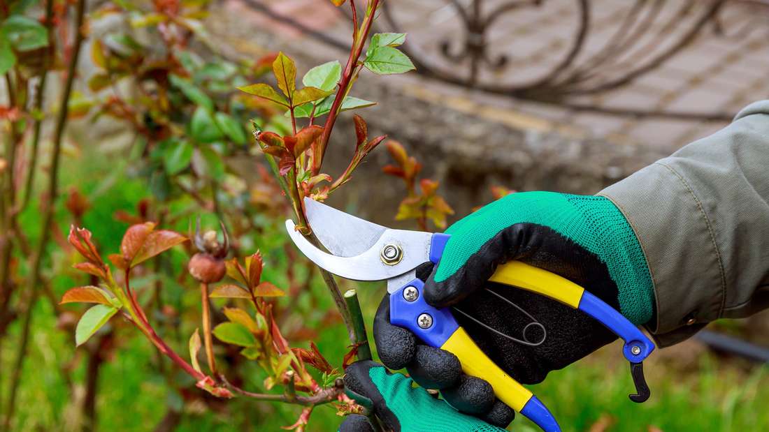 Jak správně stříhat panašované růže: tipy pro získání spousty nádherných květů