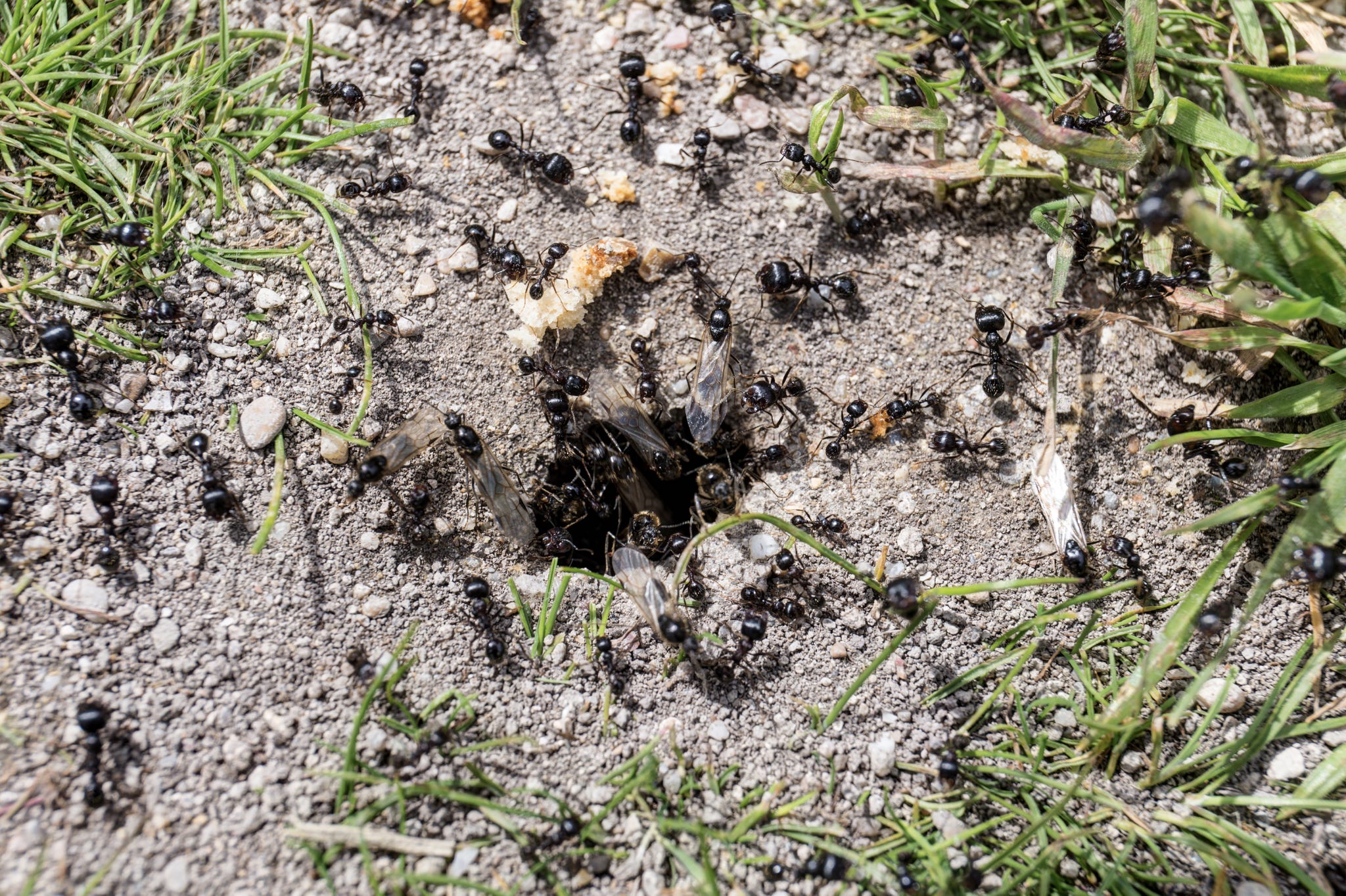 Když jím posypete mraveniště na zahradě, všechny mravence zahubí. Domácí prostředek proti mravencům, který funguje, když ostatní nefungují