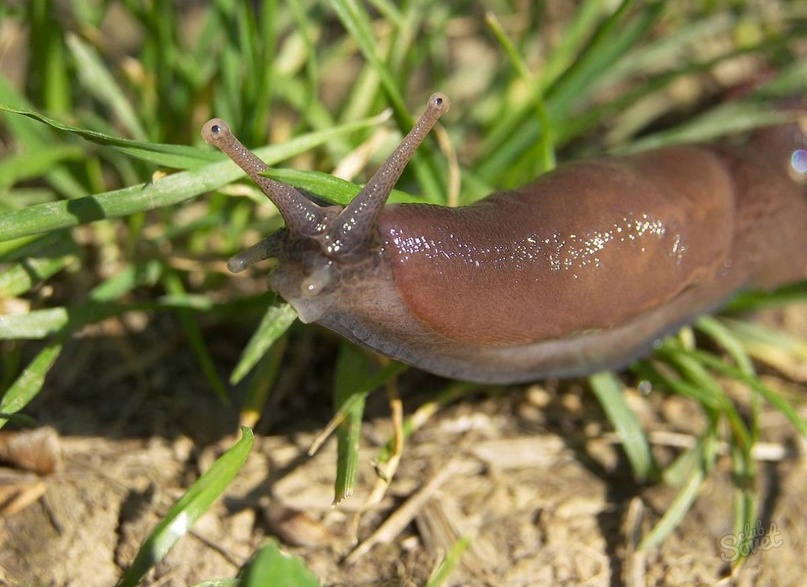 Zbavte se slimáků a mšic přírodní cestou! Tento prášek funguje okamžitě.