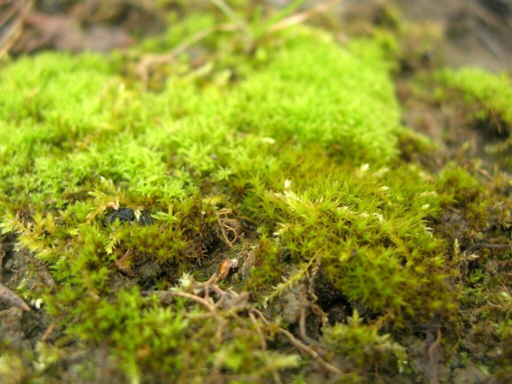 „Spálí“ mech po celém trávníku. Stačí 3 polévkové lžíce