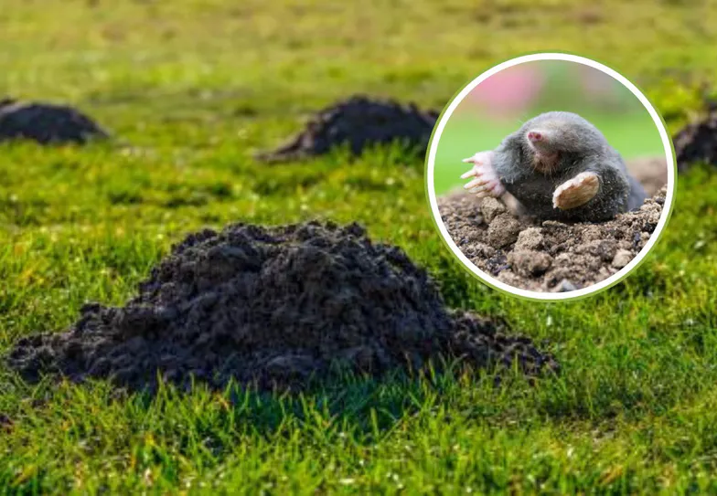 Ničí krtek váš trávník? Lesník radí, jak ho účinně odradit