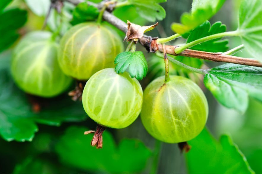 Rozprostřete tuto směs kolem angreštových keřů a v létě zdvojnásobíte úrodu bobulí. Hnojení angreštu zdvojnásobí produkci plodů. Domácí kondicionér pro angrešt