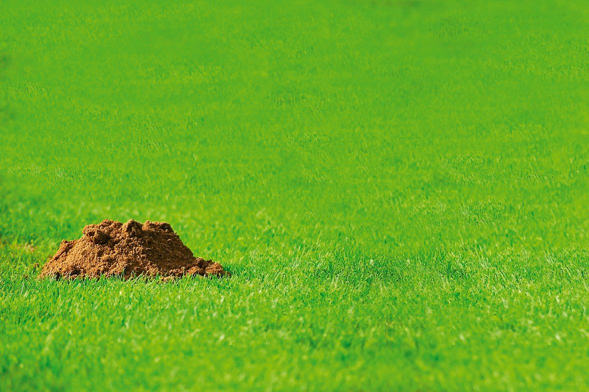 Krtčí hrbol má pouze tvar placky. Pokud se chcete zbavit škůdce na zahradě, vhoďte tento kousek do díry a krtek se rychle dostane ven.