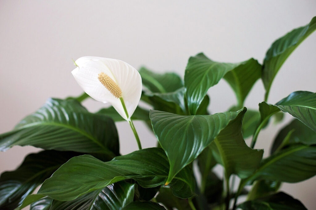 Nejen spathiphyllum. Tyto rostliny jsou dobré na spánek a stojí za to je mít v ložnici.