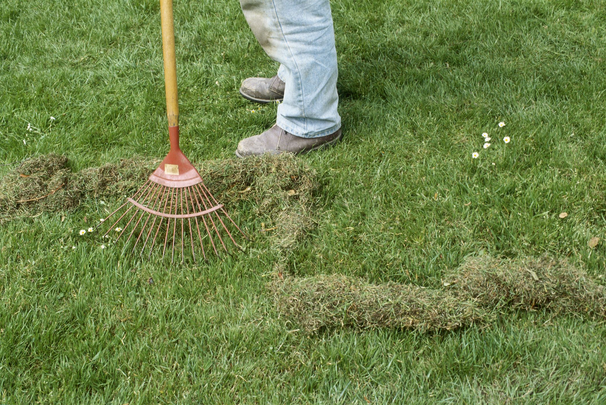 „Spálí“ mech po celém trávníku. Stačí 3 polévkové lžíce