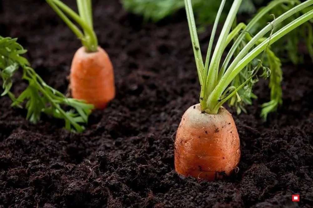 Nejlepší odrůdy mrkve. Šťavnatá, křupavá a ne nutně oranžová.