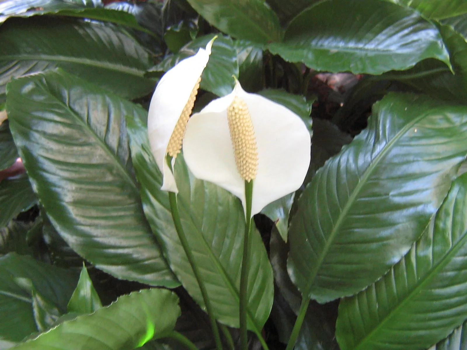 Nejen spathiphyllum. Tyto rostliny jsou dobré na spánek a stojí za to je mít v ložnici.