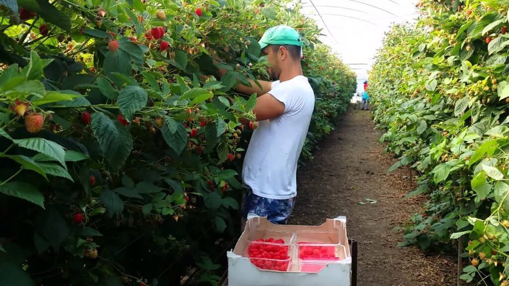 Maliny mají tento druh společnosti rády. Pokud je zasadíte v březnu, nestihnete plody sklidit.