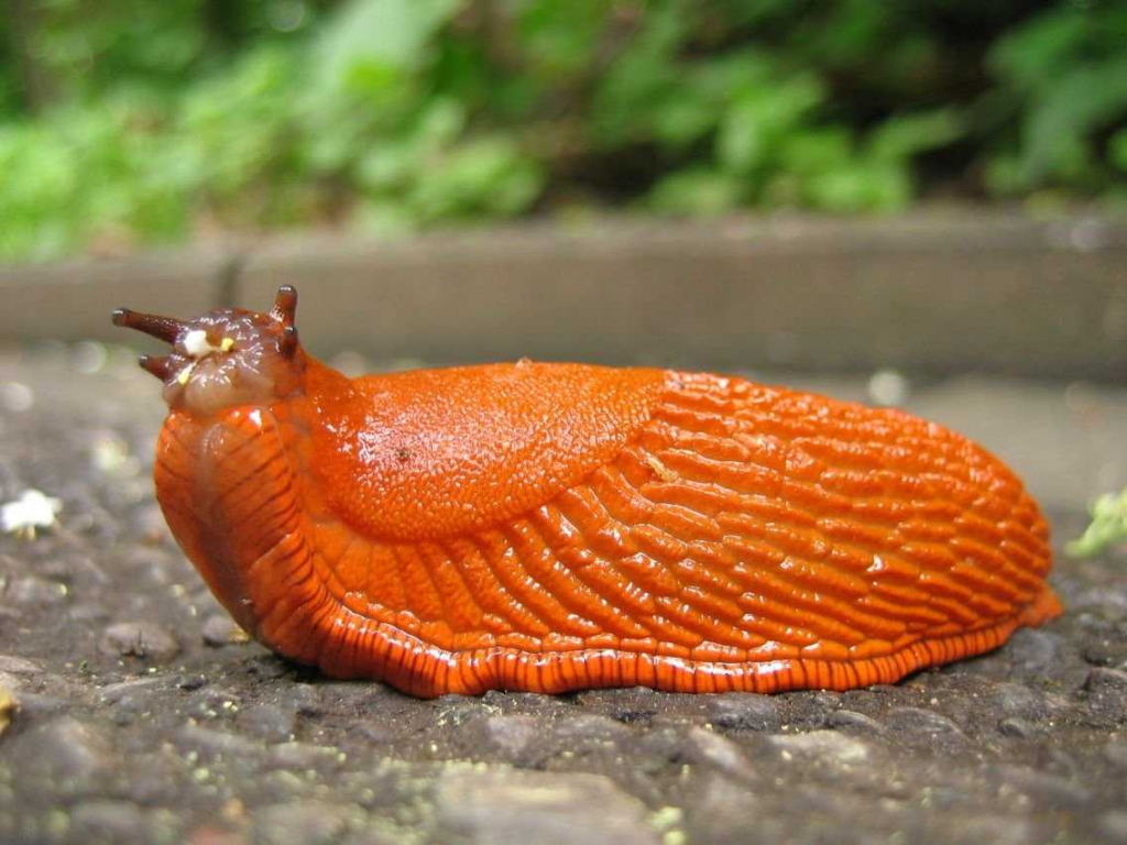 Brzy budou všude. Zasaďte si je na zahradě a už se k vám nikdy nepřiblíží.