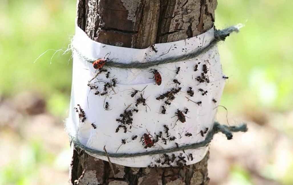 Lepší než sametky: pod jabloní vysaďte 3 nízké keříky - mravenci a mšice se stromu vyhýbají na míle daleko po celé léto.