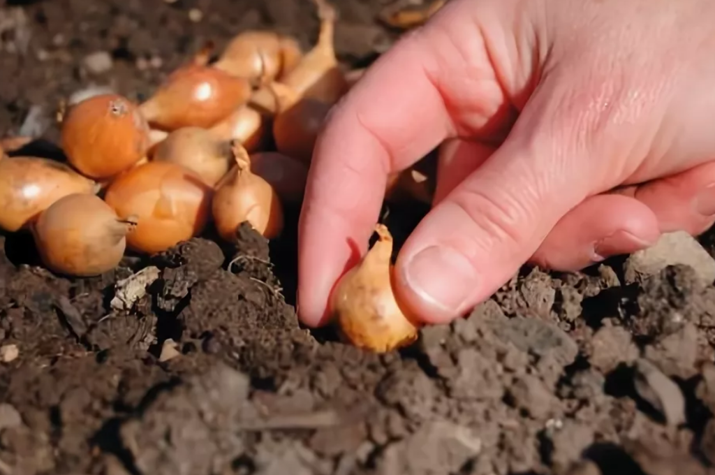 Chcete-li, aby vaše cibule rostla velká a šťavnatá, dejte do jamek při sázení tento návod.