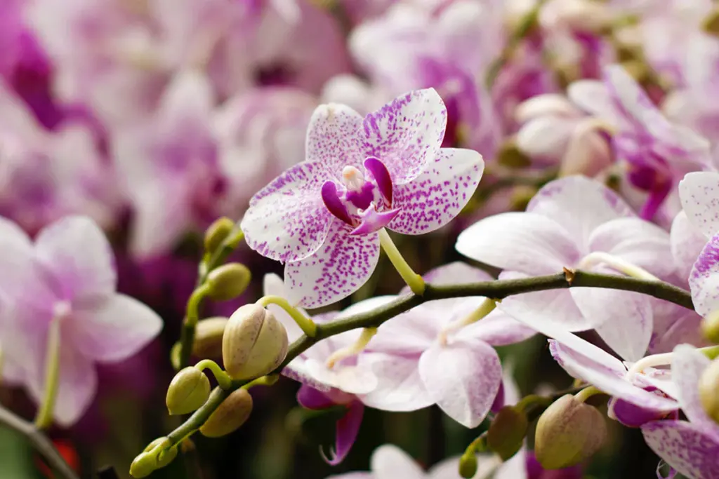 Oloupejte je, nastrouhejte a přidejte k orchideji. Na jaře se květina rozroste. Domácí kondicionér pro orchideje, díky kterému porostou jako blázen